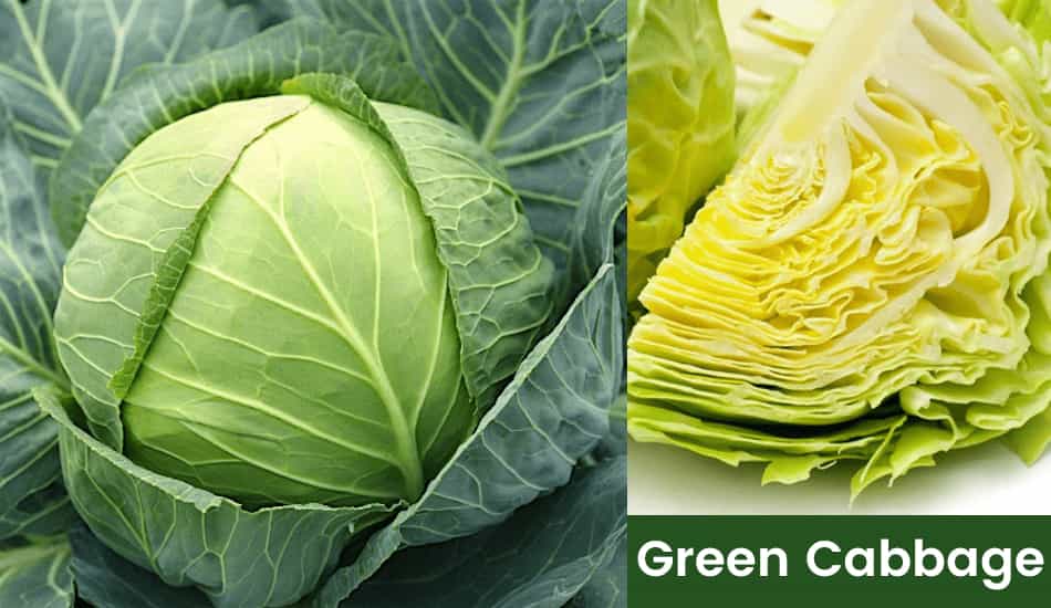 Green Cabbage