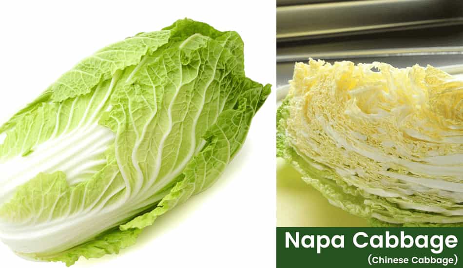 Napa Cabbage (Chinese Cabbage)