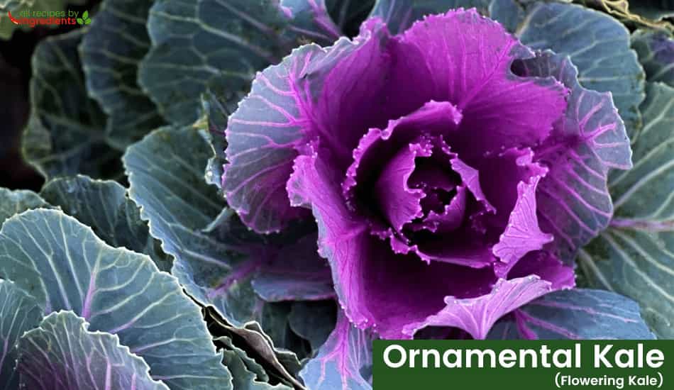 Ornamental Kale (Flowering Kale)