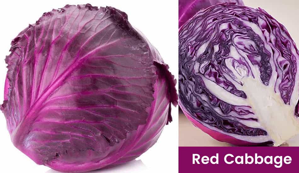 Red Cabbage (Purple Cabbage)