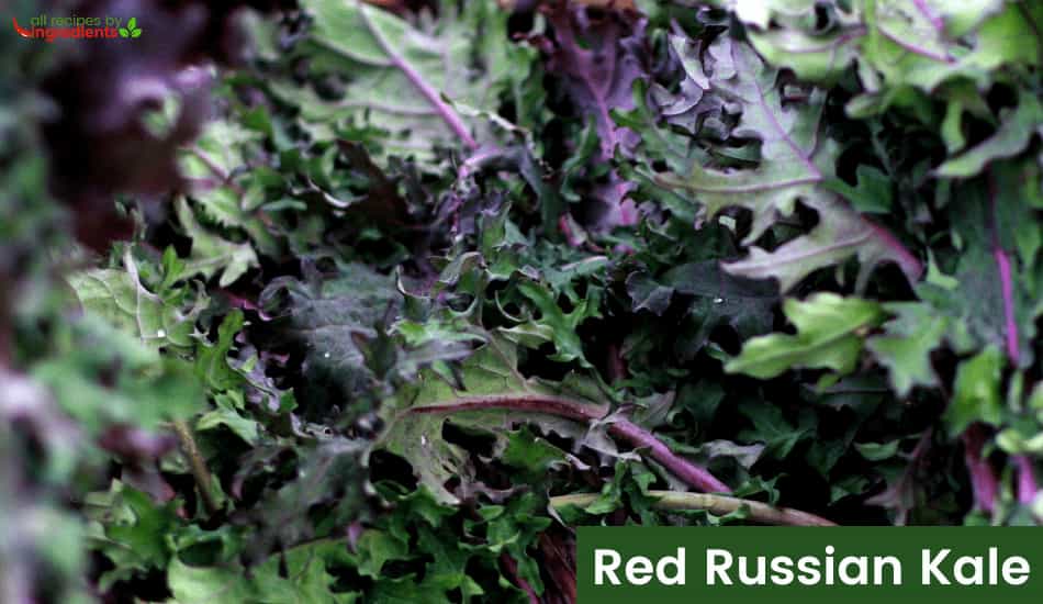 Red Russian Kale