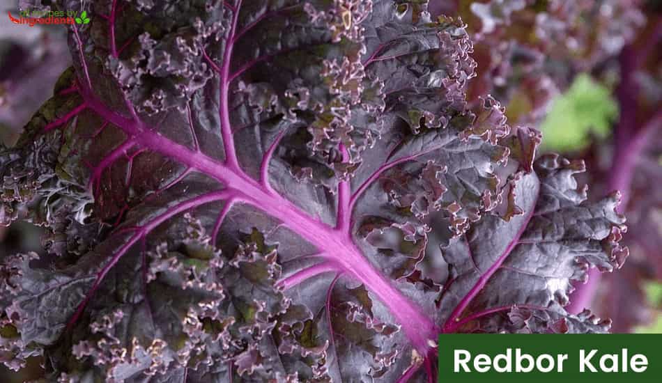 Redbor Kale