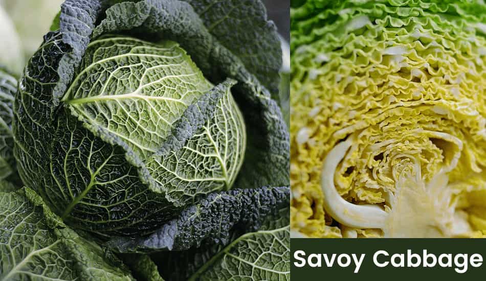 Savoy Cabbage