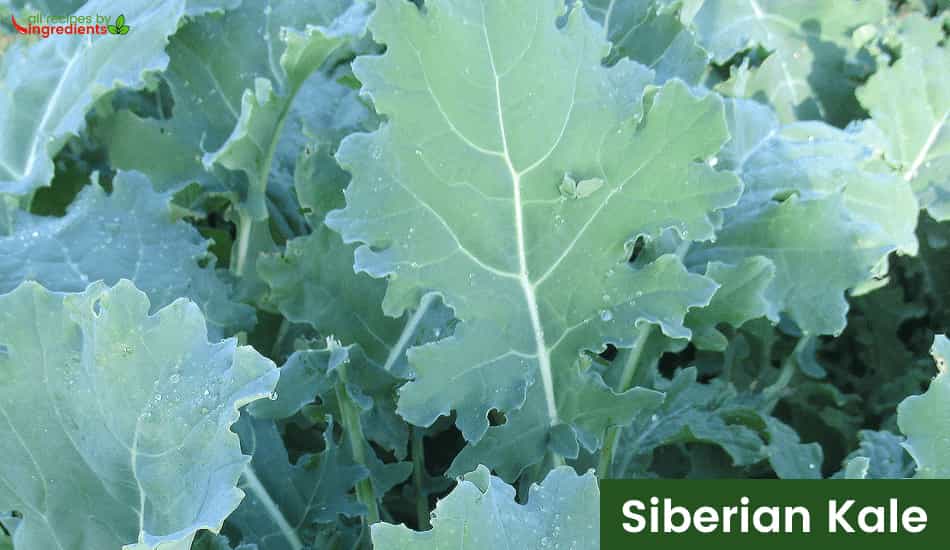 Siberian Kale