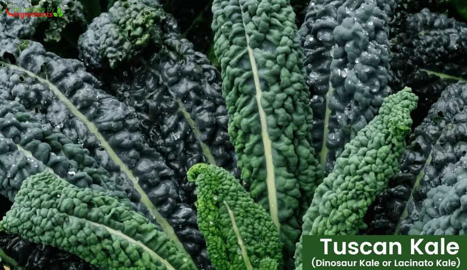 Tuscan Kale (Dinosaur Kale or Lacinato Kale)