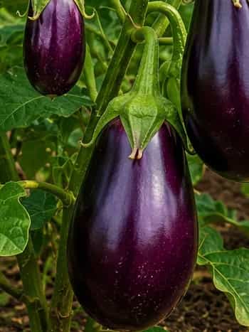 Eggplant (Aubergine, Brinjal)