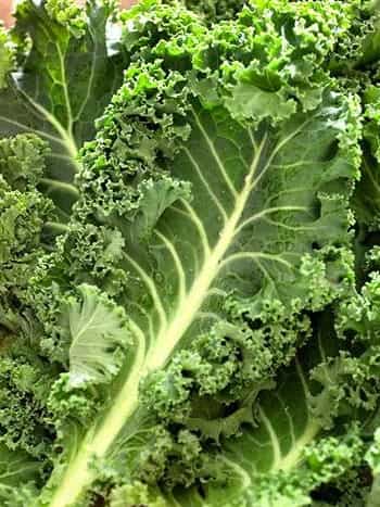 KALE (Leafy Green Vegetable)