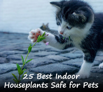 25 Best Indoor Houseplants Safe for Pets