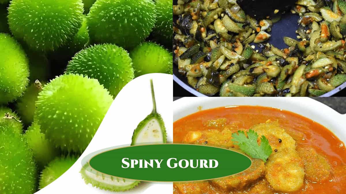 Spiny gourd recipes including curry and stir fry dishes