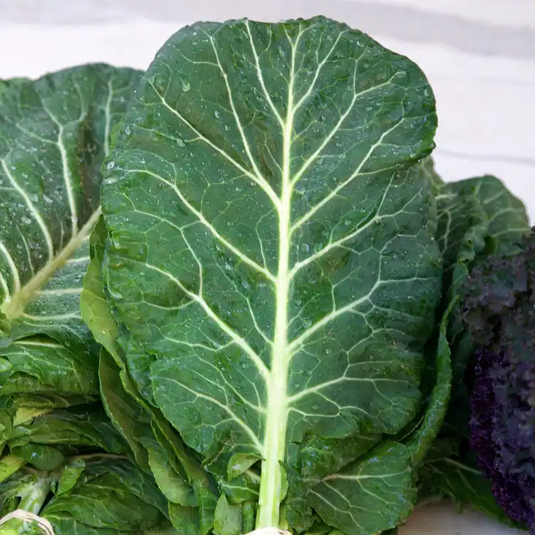 Collard leaves (collard leaves)
