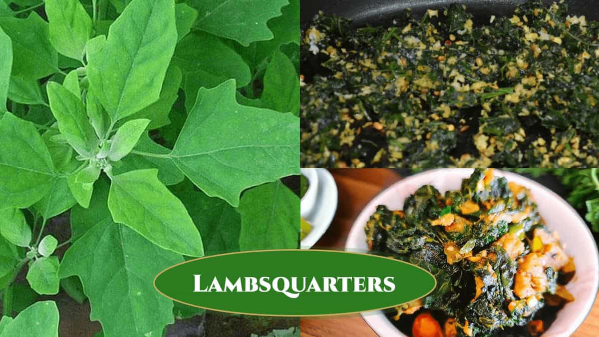 Lambsquarters Recipes: Stir-Fries, Flatbreads & Leafy Dishes (White Goosefoot)