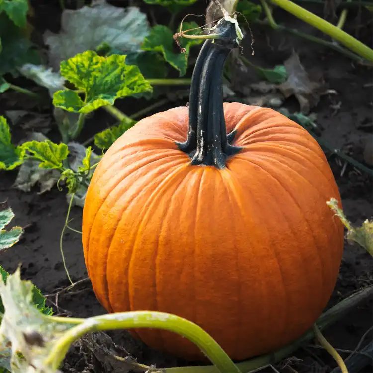 Healthy orange pumpkin growing on the vine in a vegetable garden