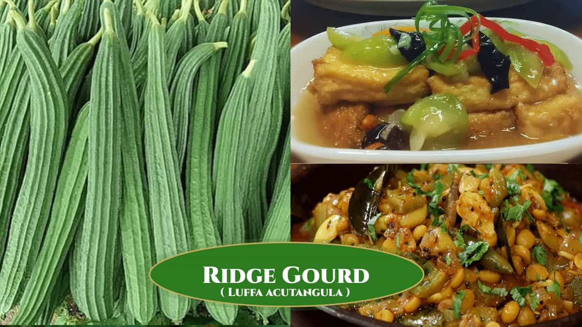 Ridge gourd (Luffa Acutangula) recipes including curry and stir fry dishes