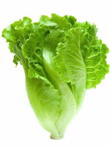 Romaine Lettuce