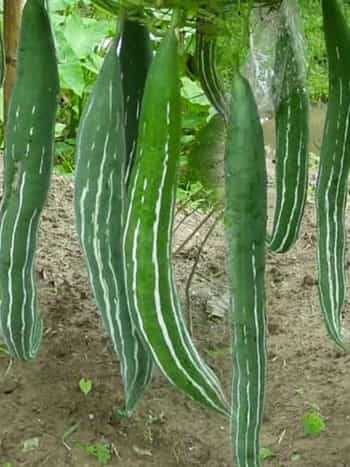 Snake Gourd (Serpent Gourd)