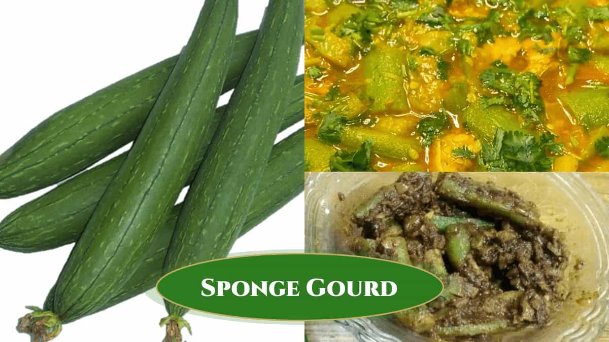 Sponge gourd recipes including curry and stir fry dishes