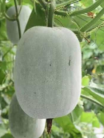 Winter Gourd (Ash Gourd/ Wax Gourd)