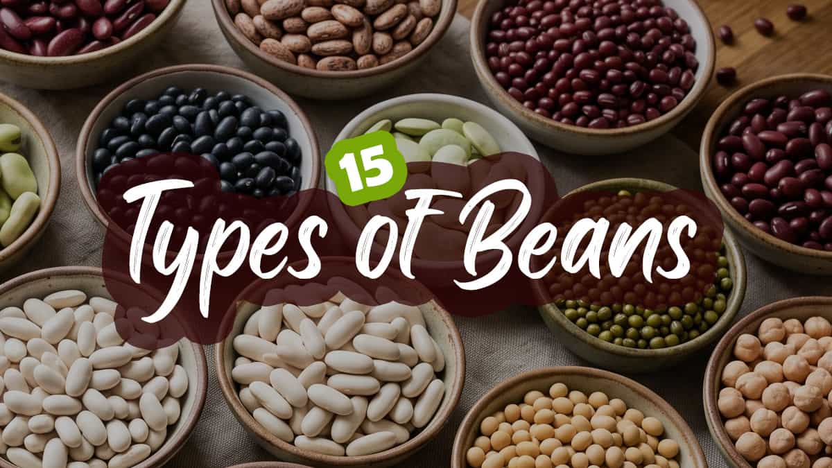 15 types of beans with different colors, shapes, and sizes