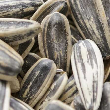 Sunflower-Seeds-high-antioxidants