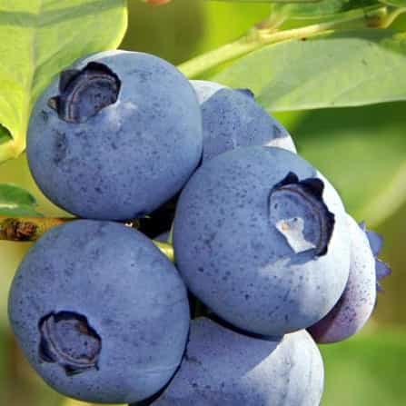 blueberries-high-antioxidants-fruit