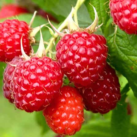 raspberries-high-antioxidants-fruit