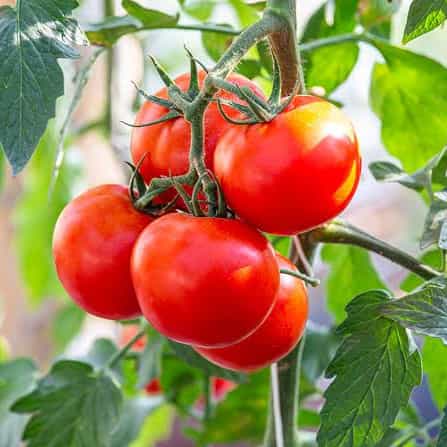 tomatoes-high-antioxidants-veg